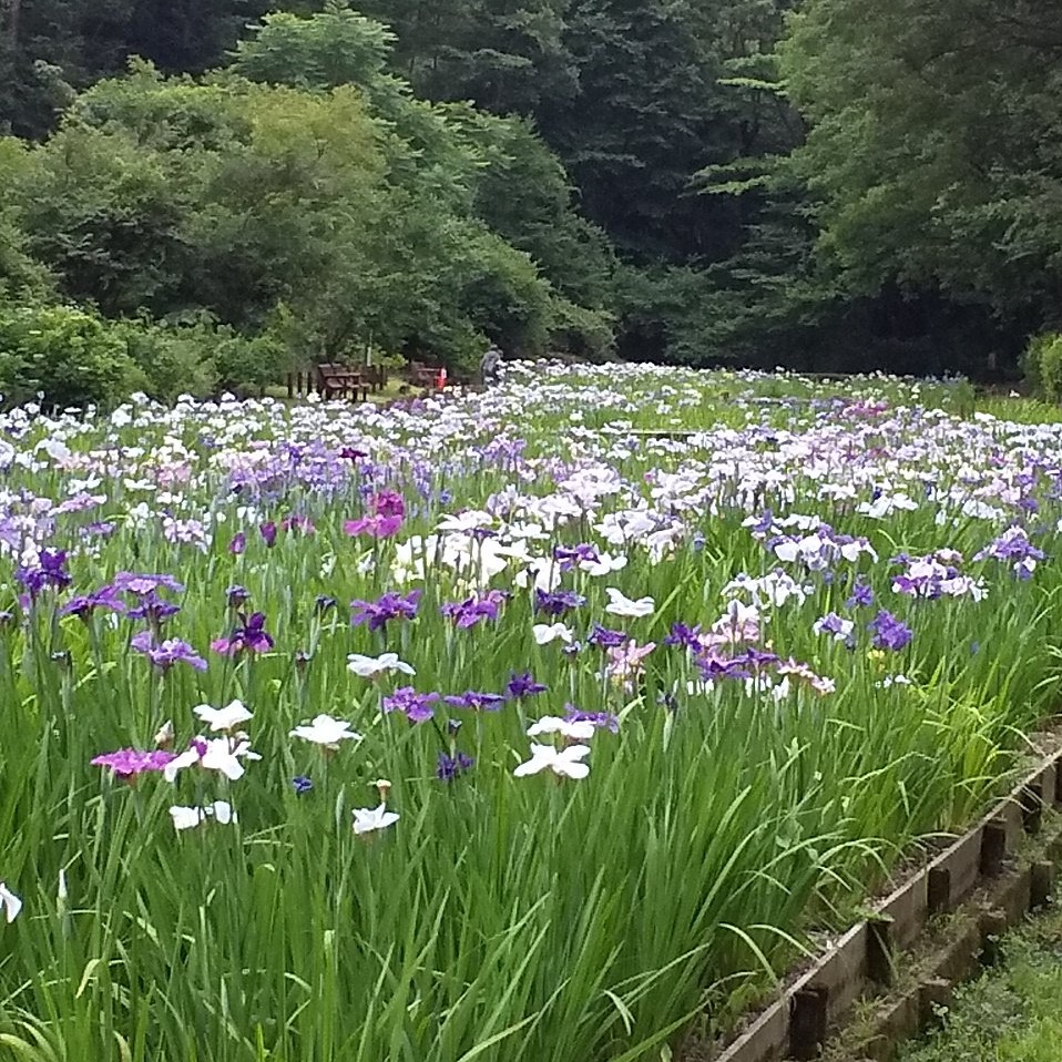 花菖蒲田