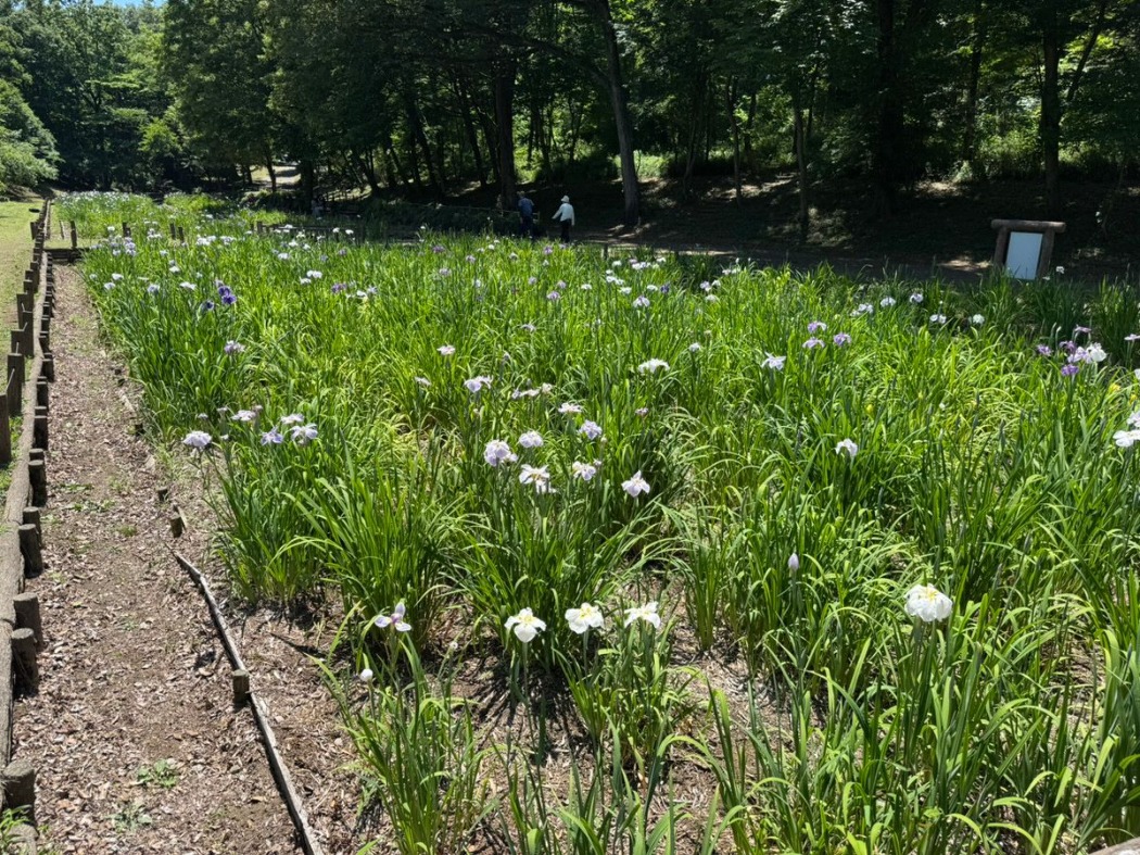 5月30日開花の様子 30日