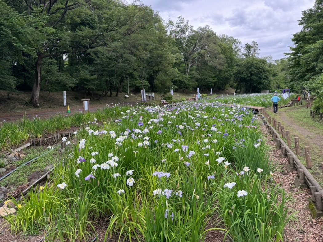 6月5日開花の様子
