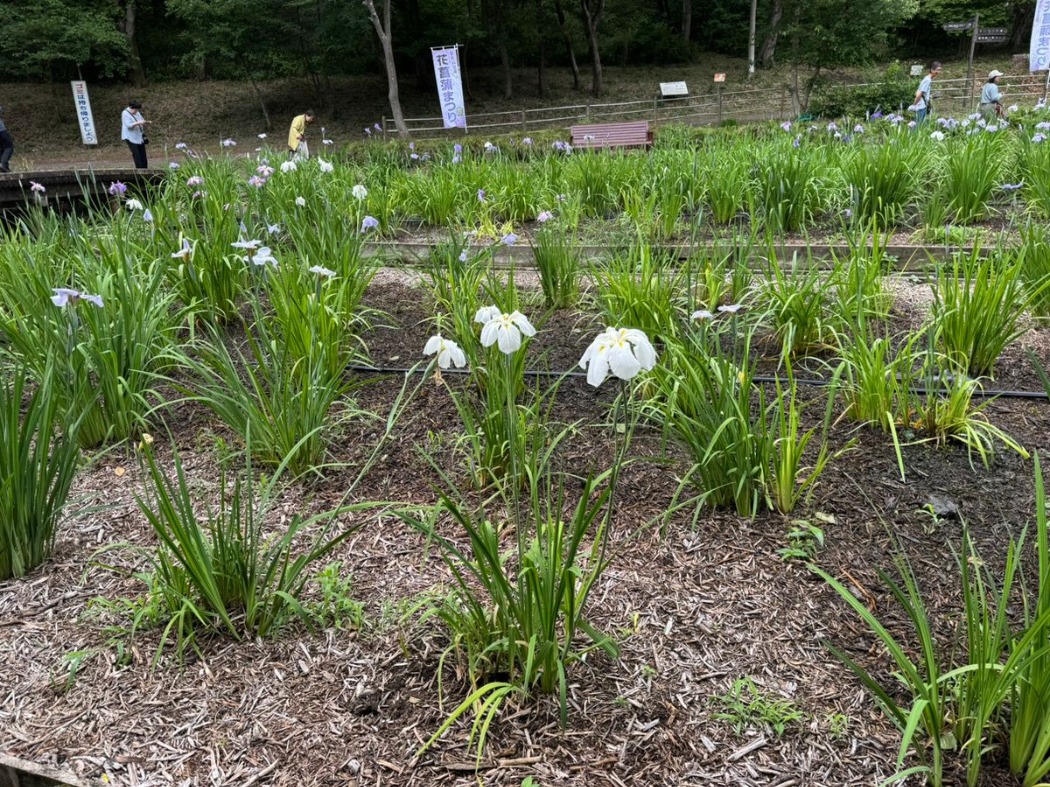 6月5日