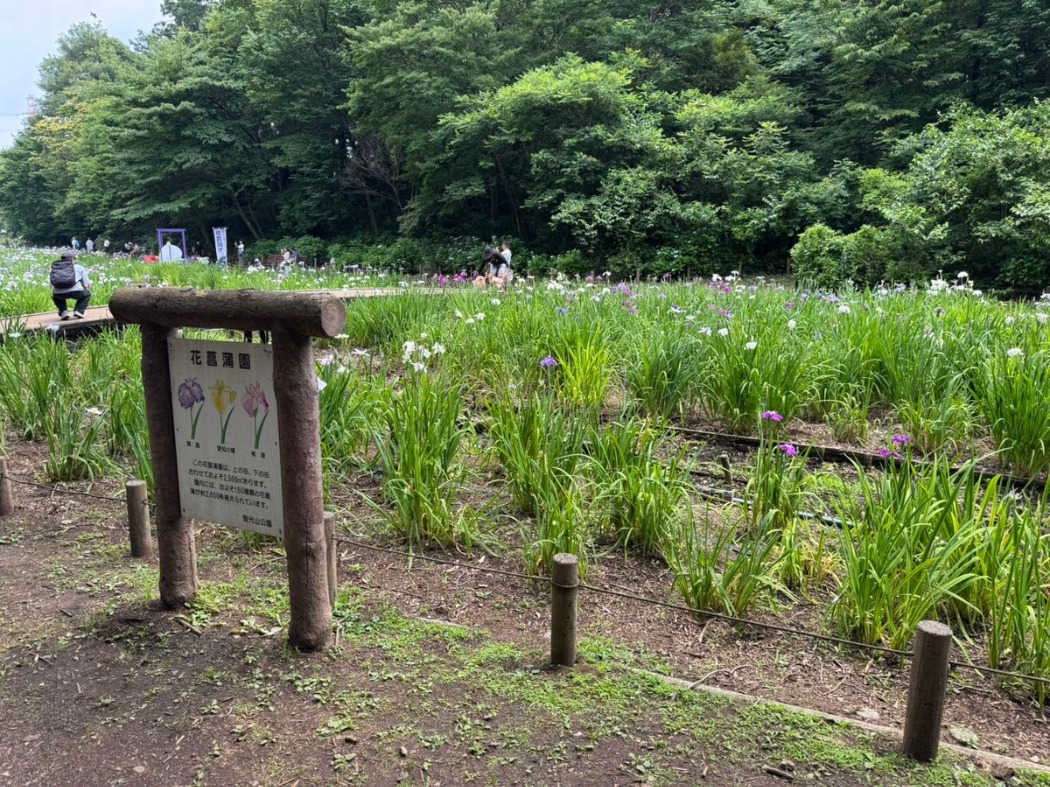 2026年 花菖蒲の開花情報 | 智光山公園 | 公益財団法人埼玉県公園緑地協会