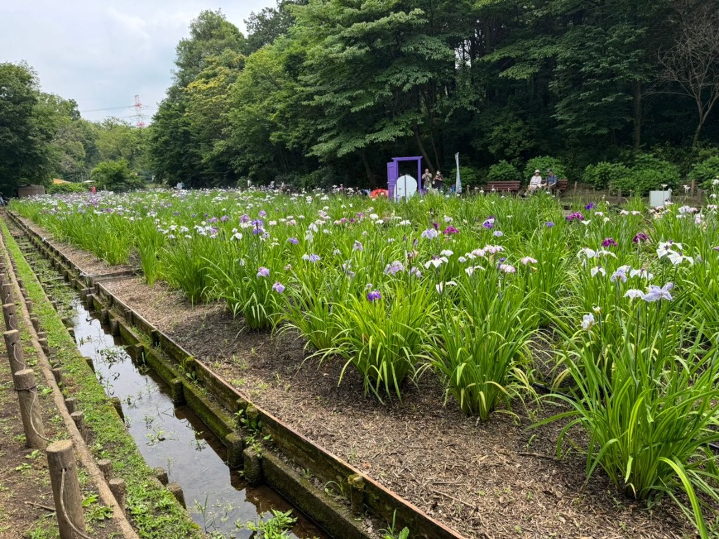2026年 花菖蒲の開花情報 | 智光山公園 | 公益財団法人埼玉県公園緑地協会