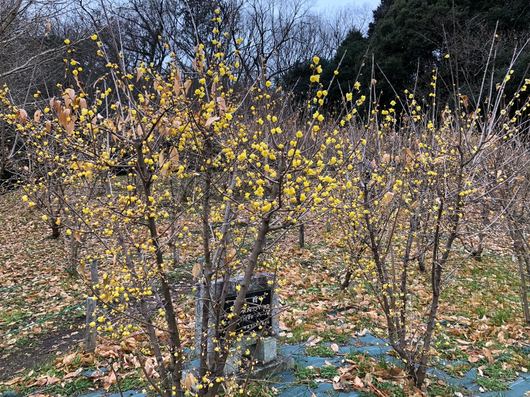 香りも強くなってきました