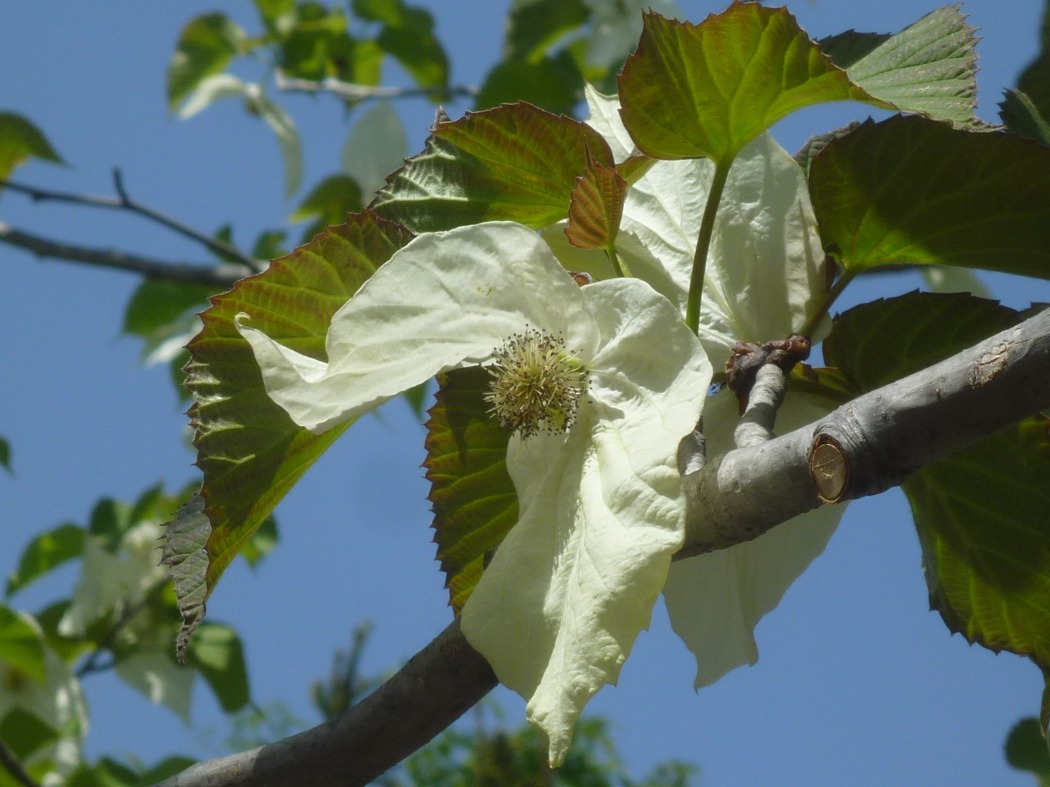 キャプション(編集は画像ボタンから) 植物園からのお知らせ
