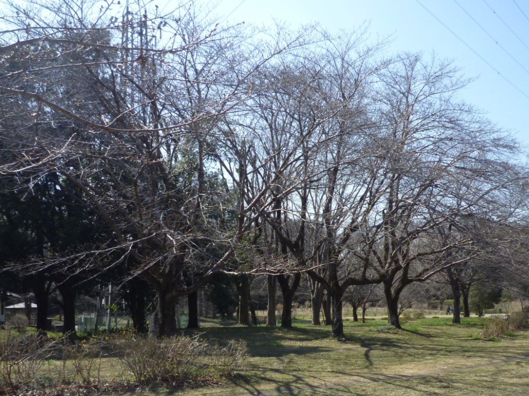 開花までもう少しかかりそうです。