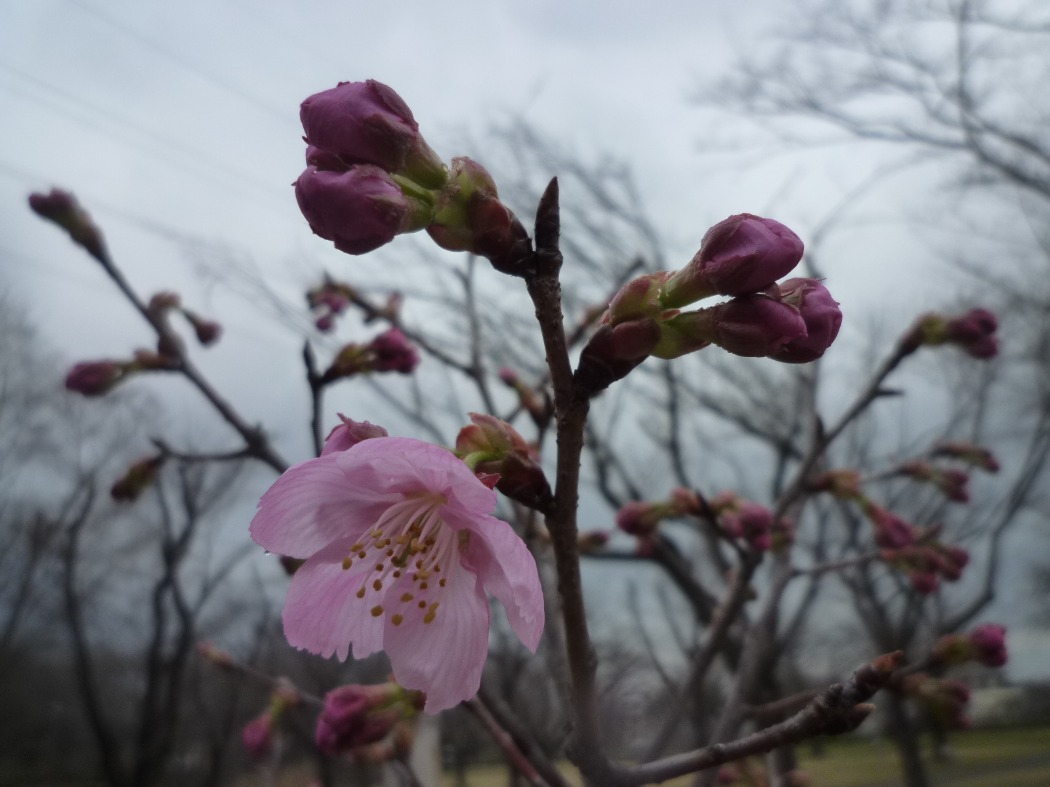 陽光は開花しました。