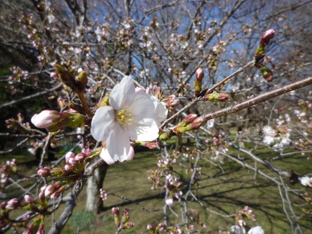 染井吉野が開花しました