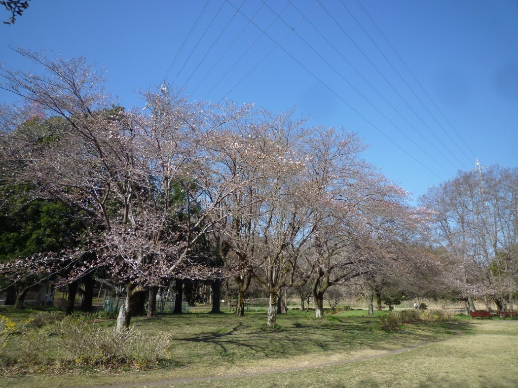 まだ咲き始め。見頃は週末頃から?