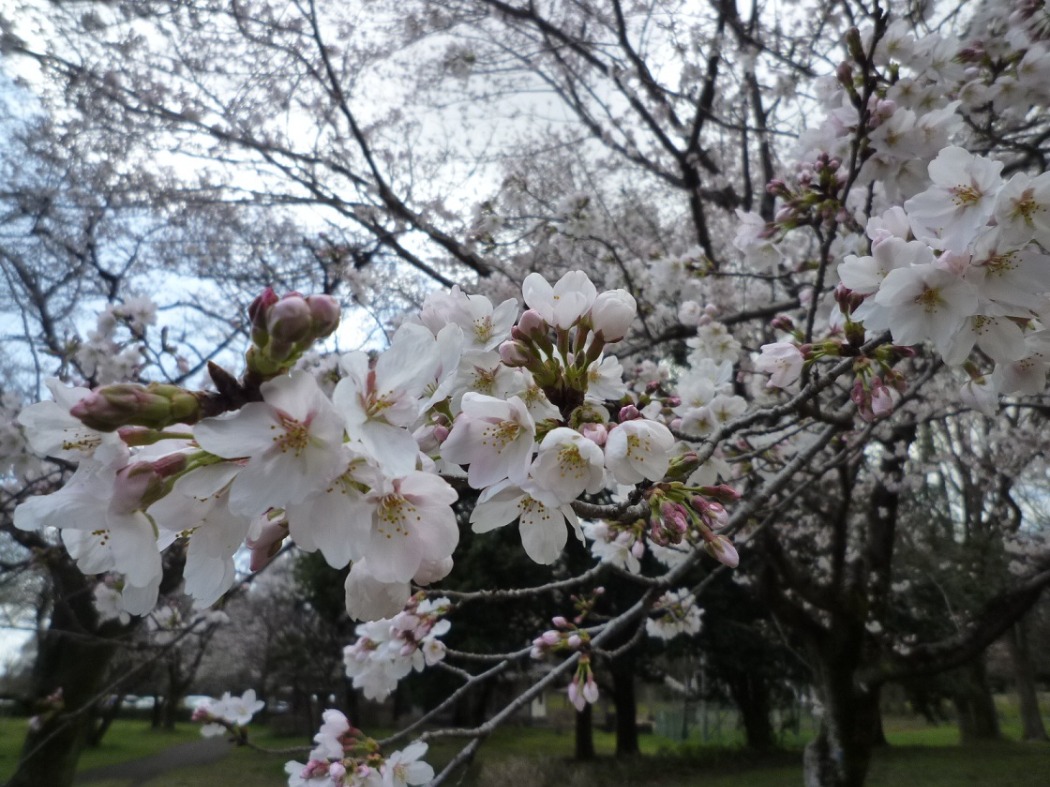 今日は気温が上がりまた開花が進みます