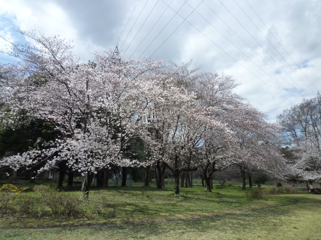 エリアによっては7~8分咲き