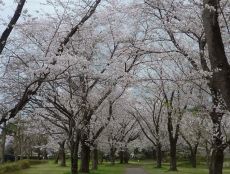 桜のトンネルが綺麗です