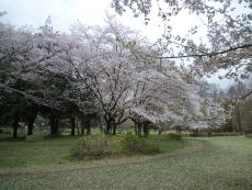桜の花びらの絨毯が広がっています