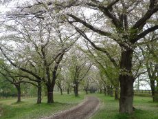 葉桜になってきました。