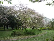 桜の絨毯が広がってます。