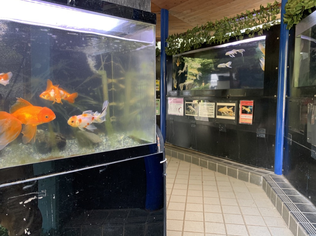 ミニミニ水族館 智光山公園 公益財団法人埼玉県公園緑地協会