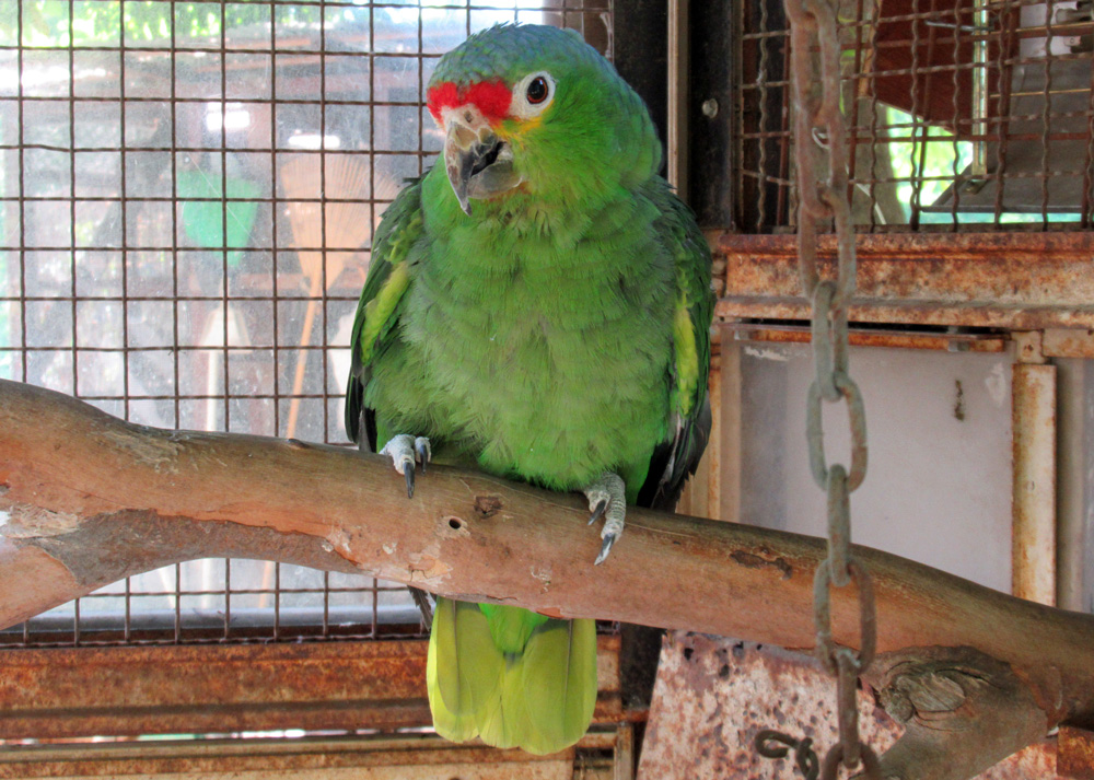キャプション(編集は画像ボタンから) キホウボウシインコ