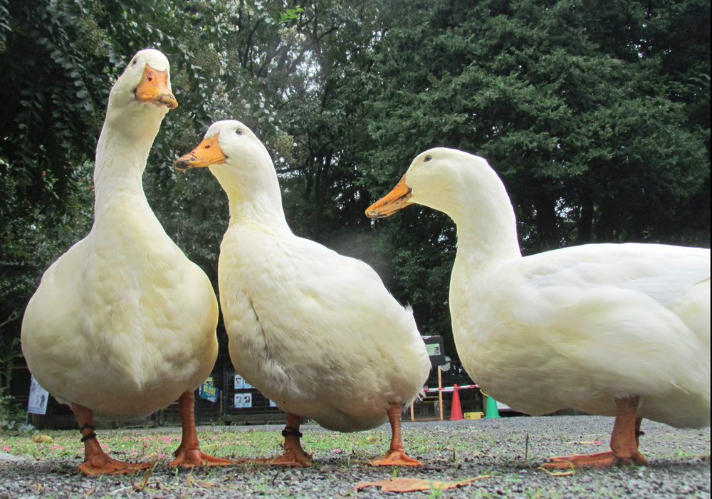 アヒル 智光山公園 公益財団法人埼玉県公園緑地協会