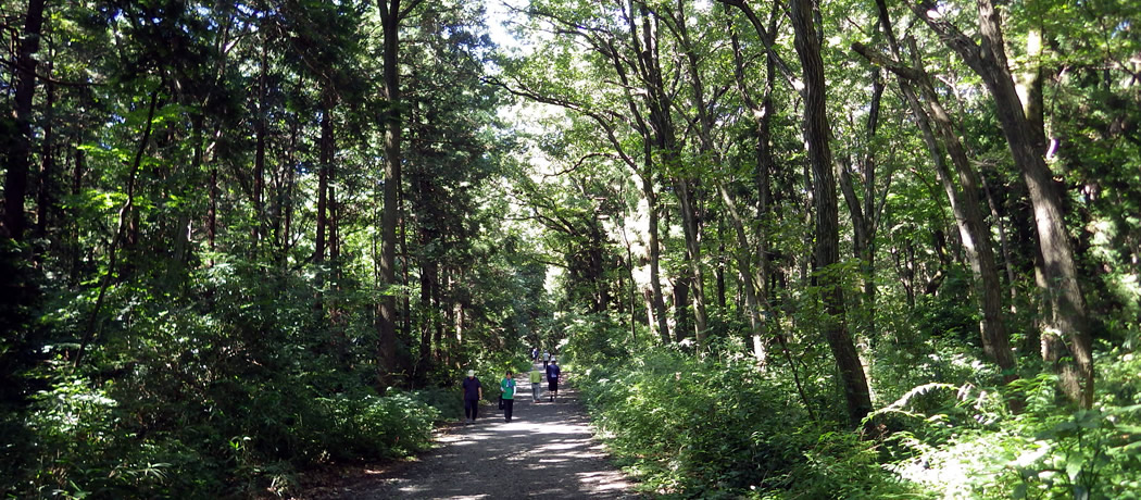 夏の智光山公園