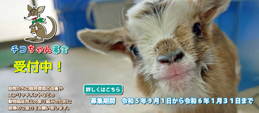 チコちゃん募金