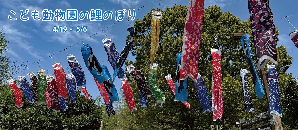 動物園の鯉のぼり