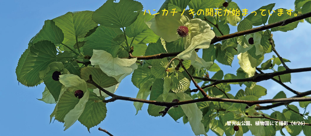 ハンカチの木