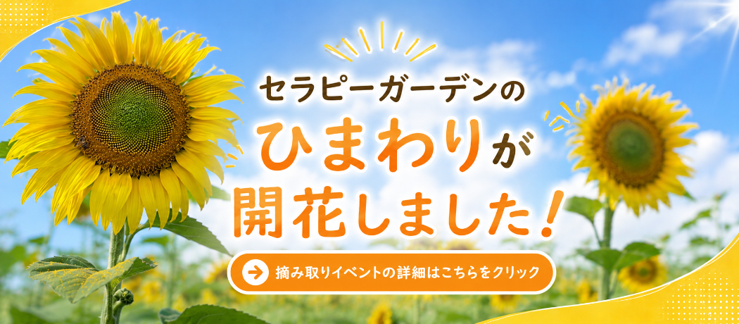 ひまわり開花のお知らせ