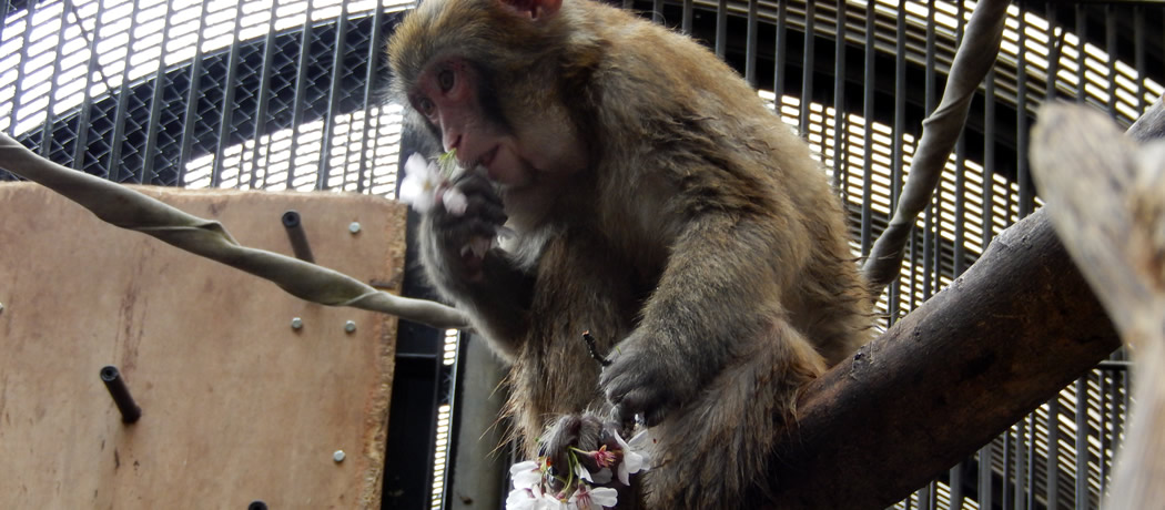 春の大宮公園小動物園