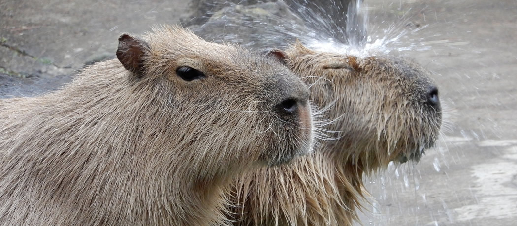 冬の大宮公園小動物園