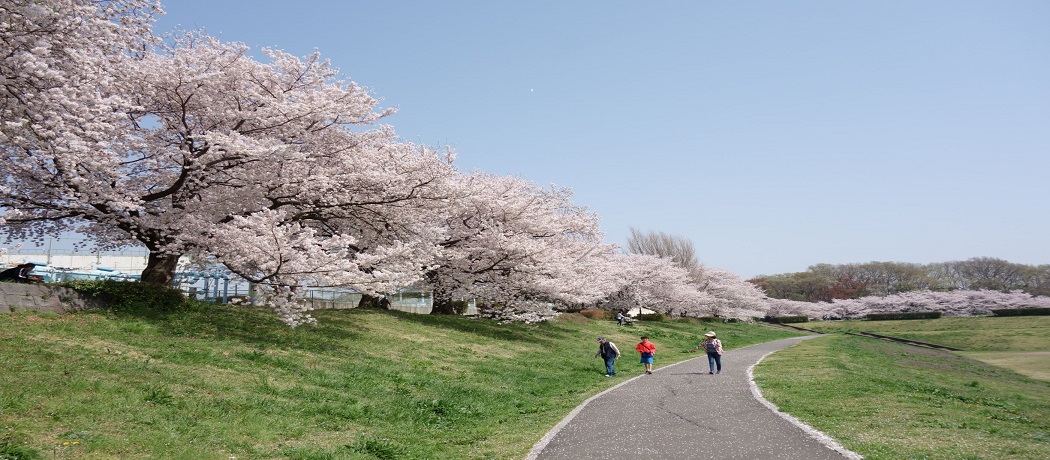 桜