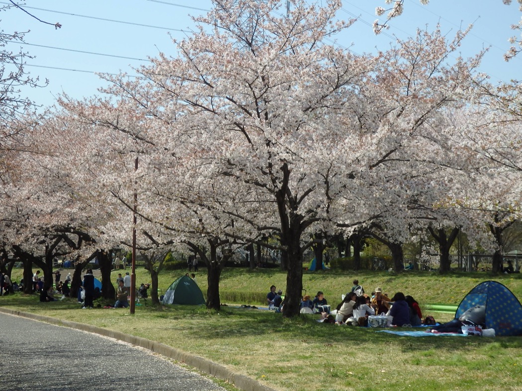 川越水上公園／埼玉県／川越市／BBQ／配達／バーベキューレンタル／花見／桜