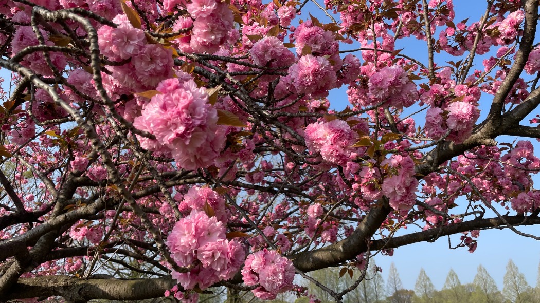 八重桜(関山)