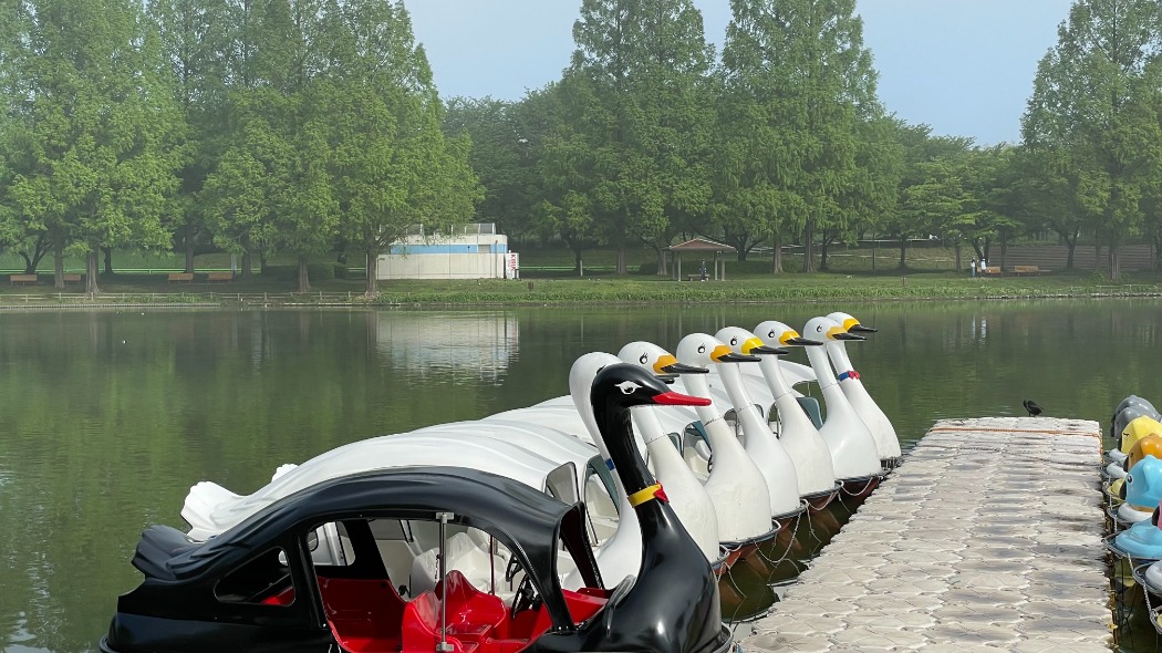 ブラックスワンに乗れるのは川越水上公園だけ!
