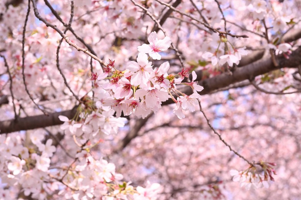 桜(芝生広場ほか)