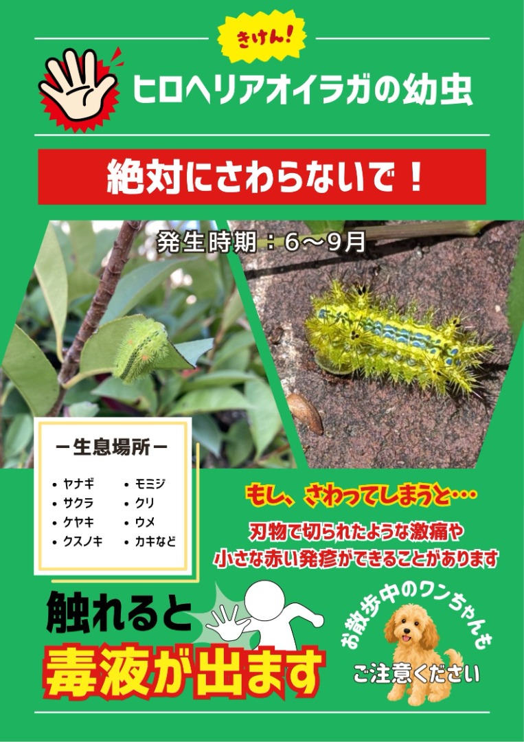 ヒロヘリアオイラガの幼虫にご注意ください | たかもとヘルスパーク