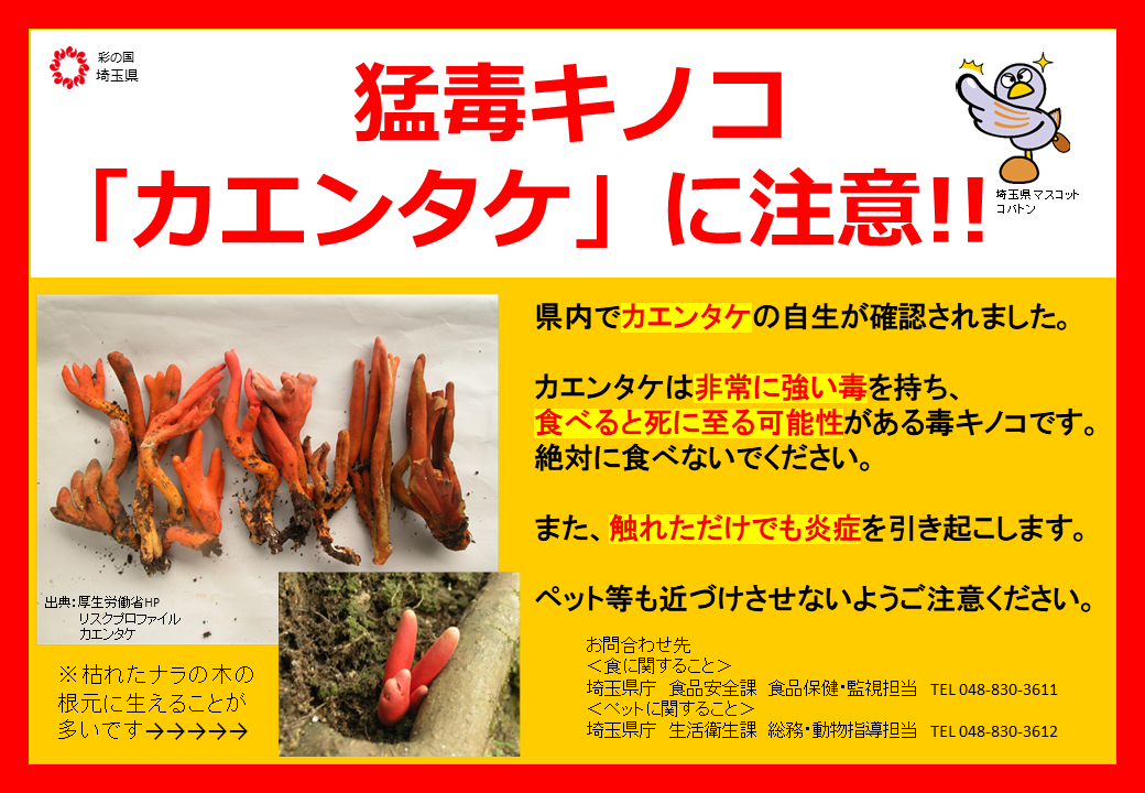 カエンタケにご注意ください!!