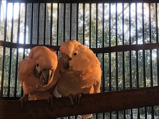 オオバタンのキャンディとブローチ