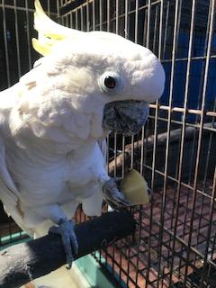 アオメキバタンのポポちゃん