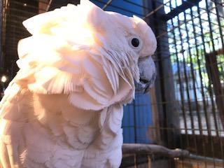 タイハクオウムのポール