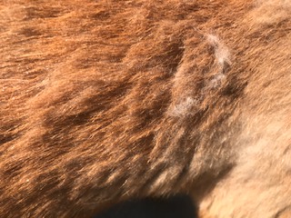 ふわふわした白い冬毛