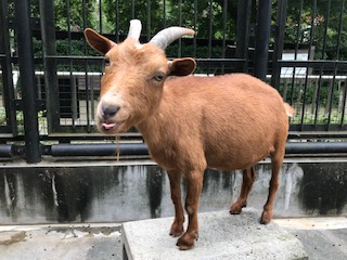 夏毛に生え変わると全身きれいな茶色に
