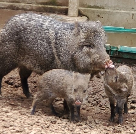 テンと子どもたち