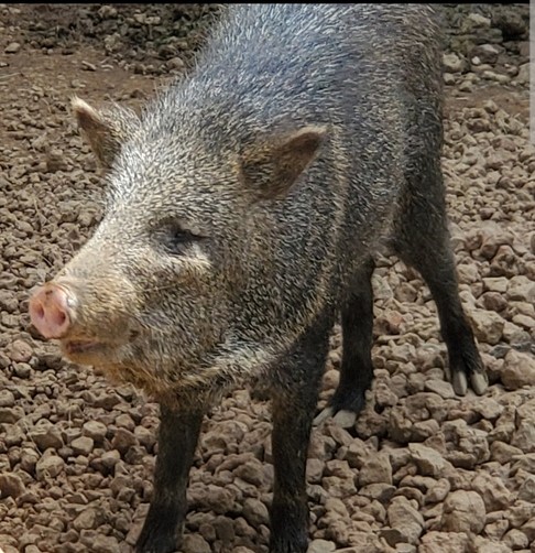 サン
