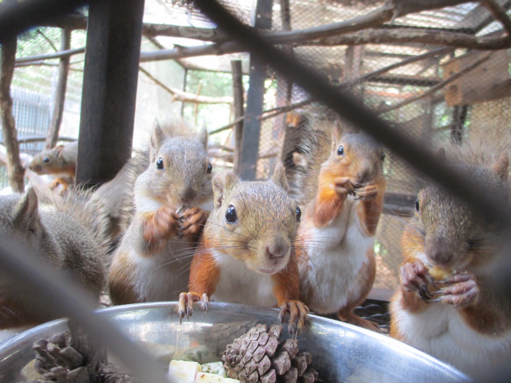給餌直後のリス 朝ご飯タイム