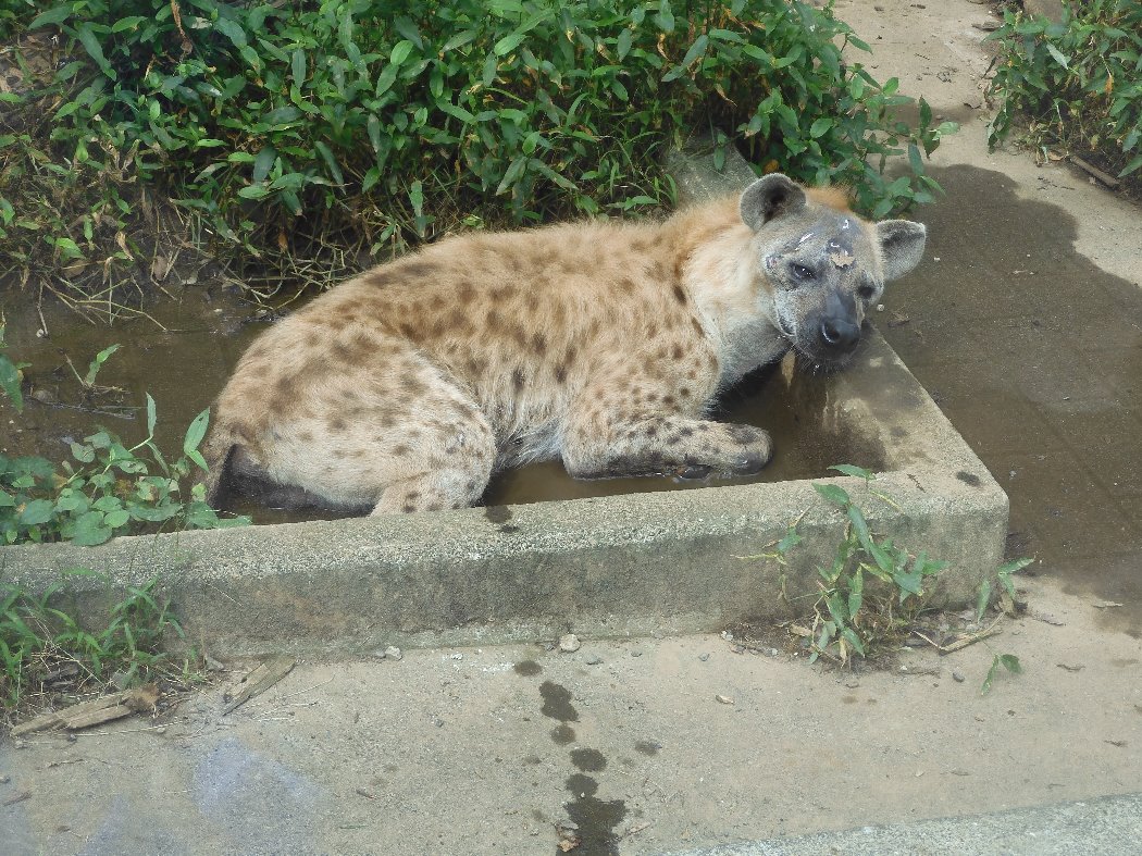 水たまりで涼むホシ