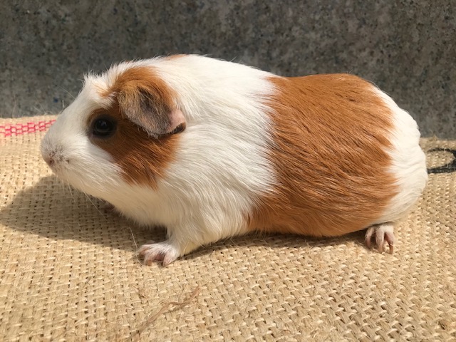マリー(♀) クレステッド