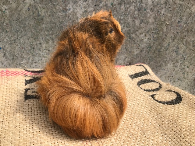 おしりもうねうね
