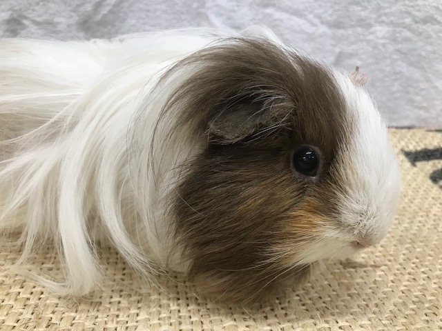 ブラシ苦手