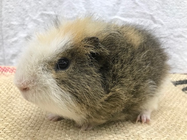 癒し系 おっとり