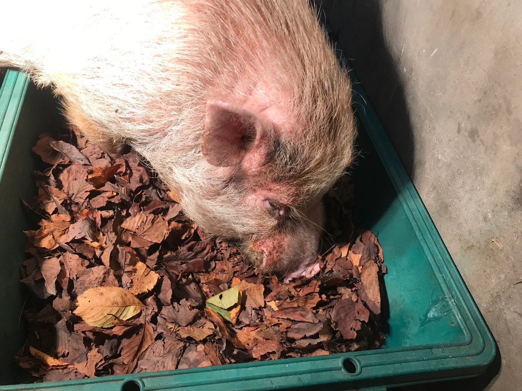 ダイキチ(♂)は興奮気味にほりほり