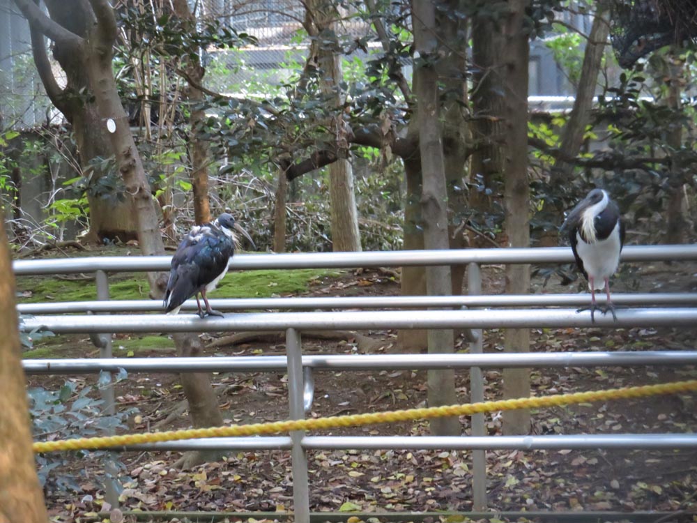 ムギワラトキ ムギワラトキの写真